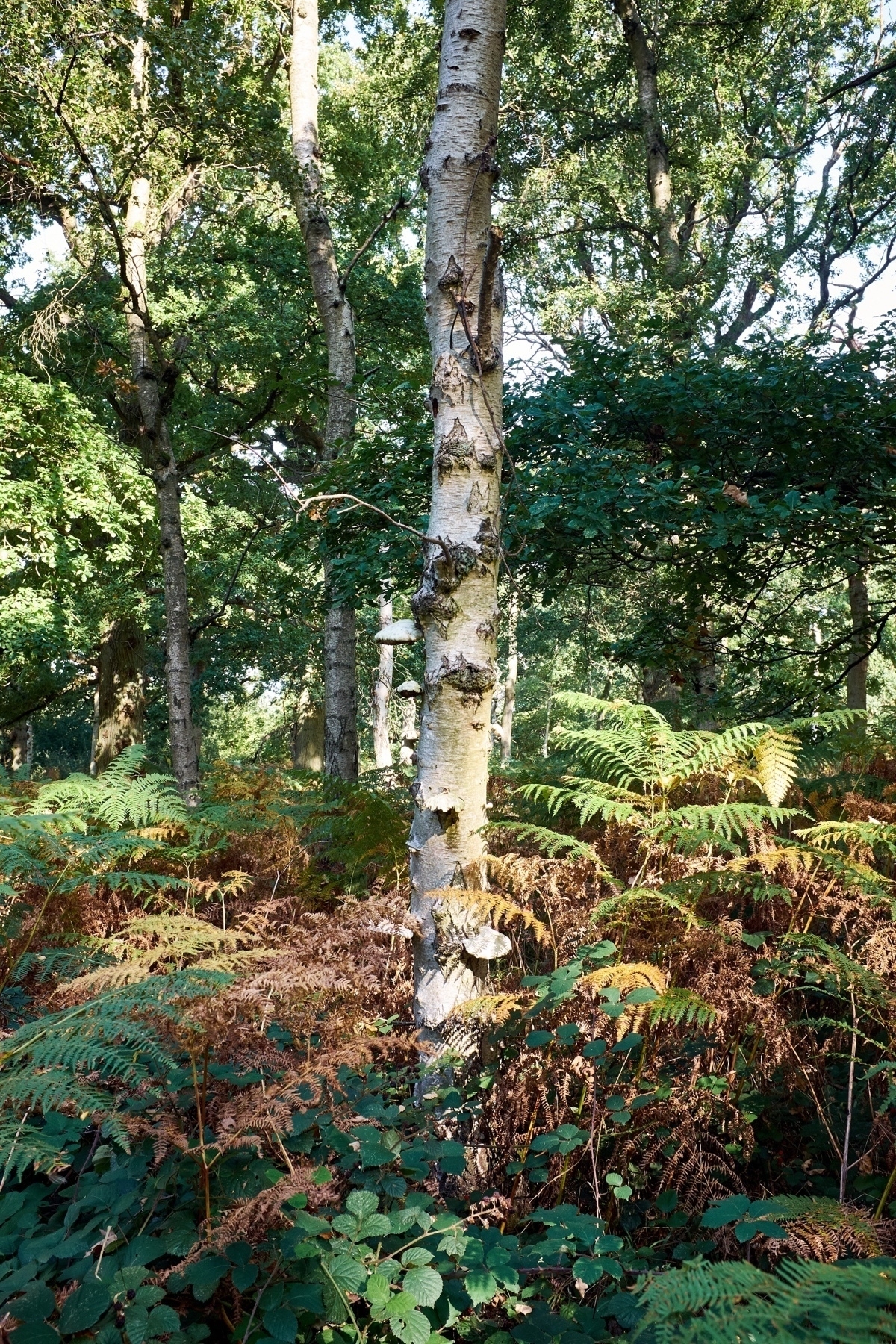 A deciduous woodland with a birch tree in the foreground