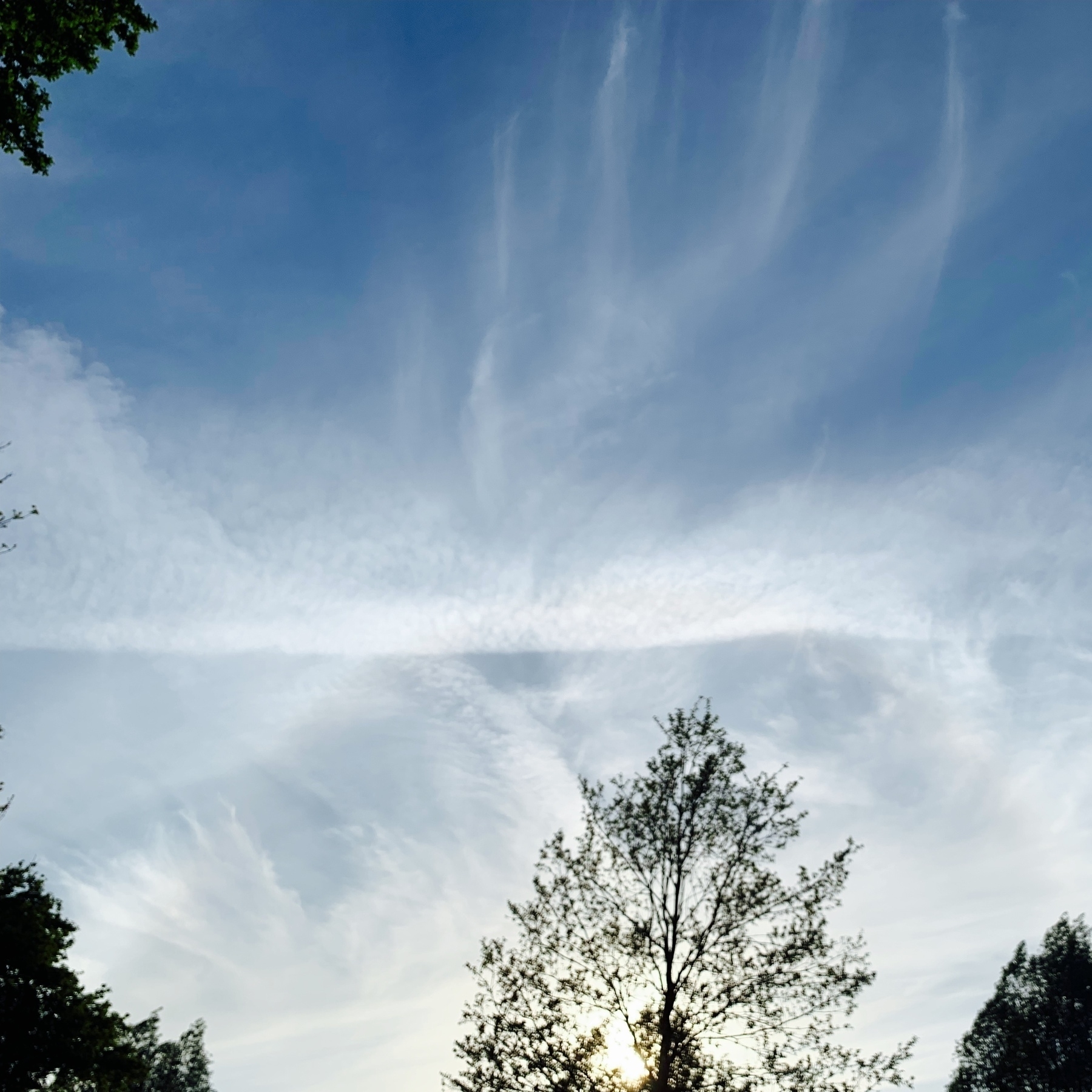 image shows wispy clouds and contrails againt the silhouette of trees and a blue sky