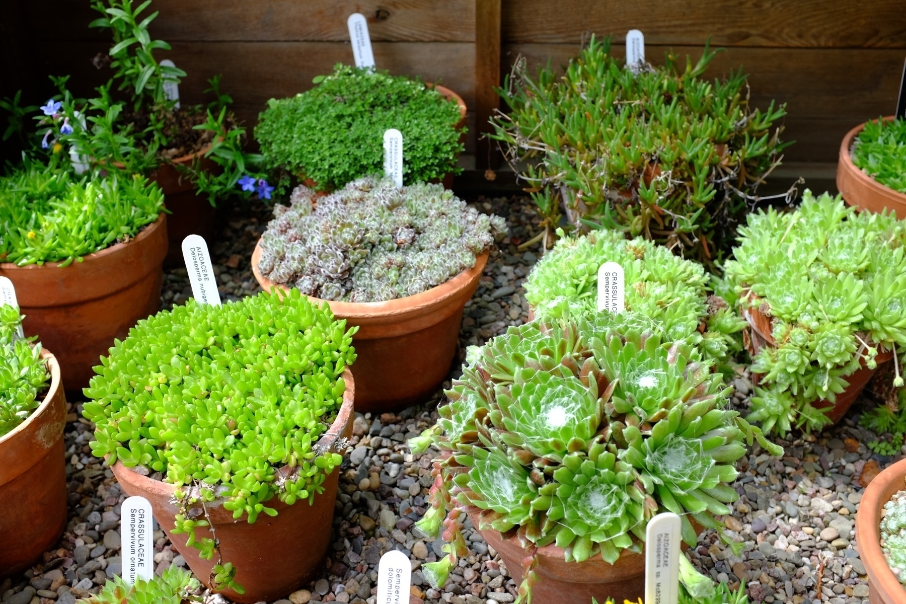 lots of small flower pots containing small succulents sitting on a bed of gravel