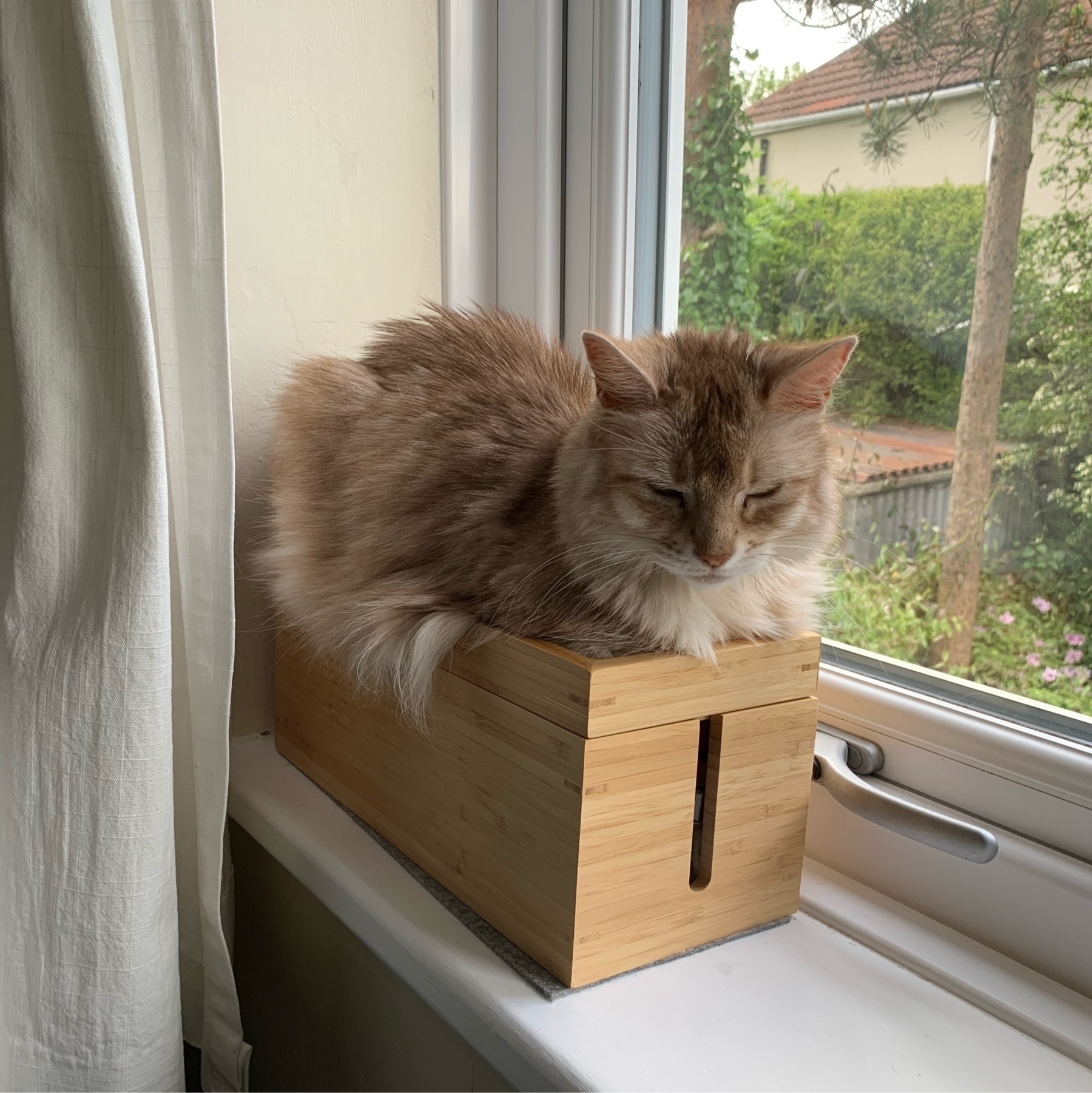 A fluffy pale ginger cat is squeezed into the lid of a wooden office organiser box which is placed on a window sill