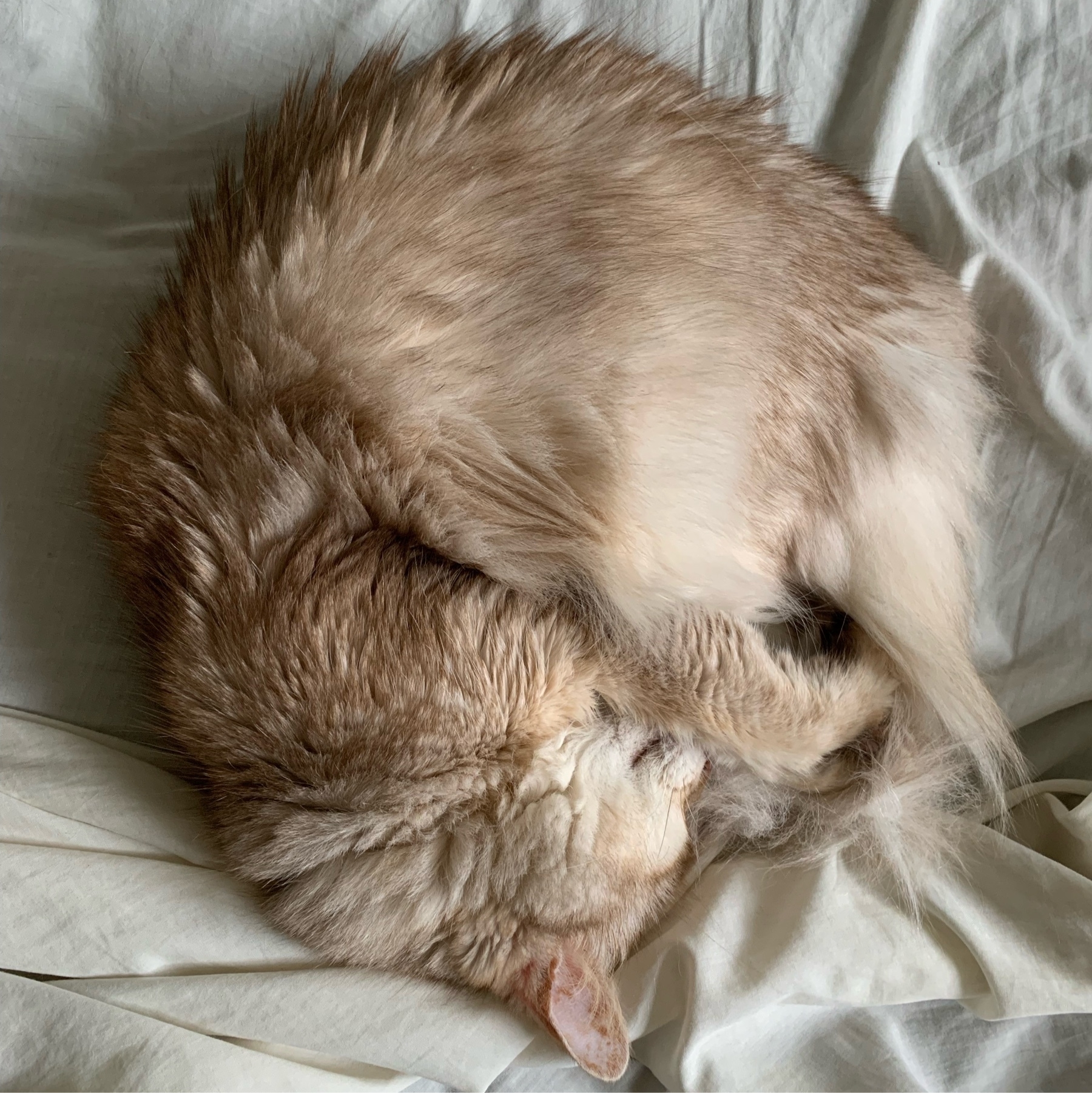 A long haired caramel coloured cat is sleeping curled up in a ball